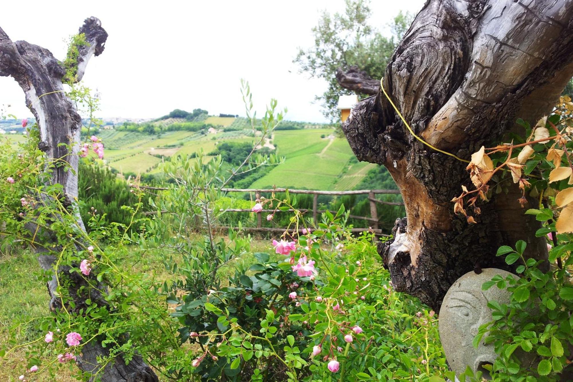 Agriturismo Campoletizia Miglianico Esterno foto